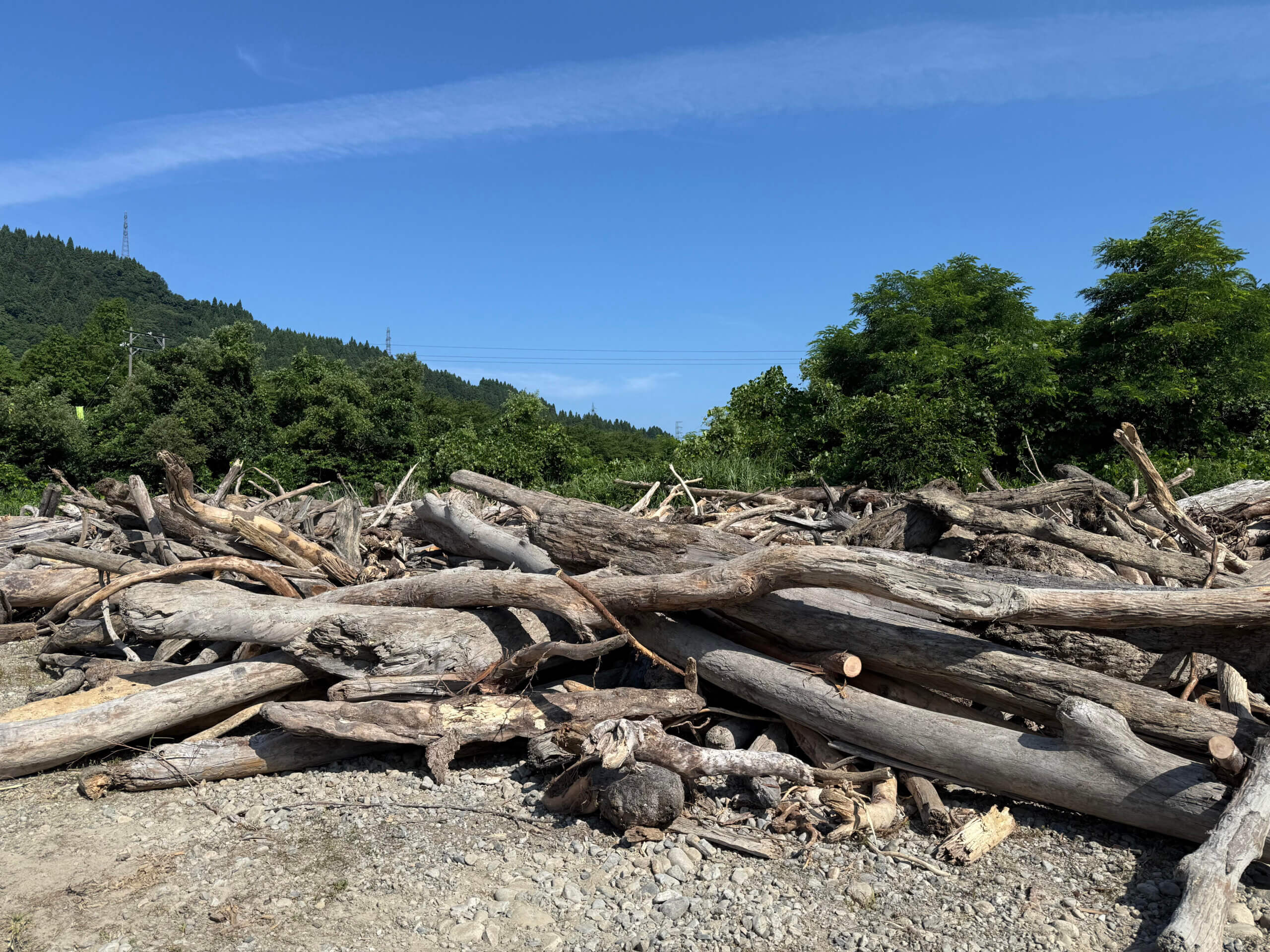 黒部川の流木／富山湾で駆除されたウニの殻