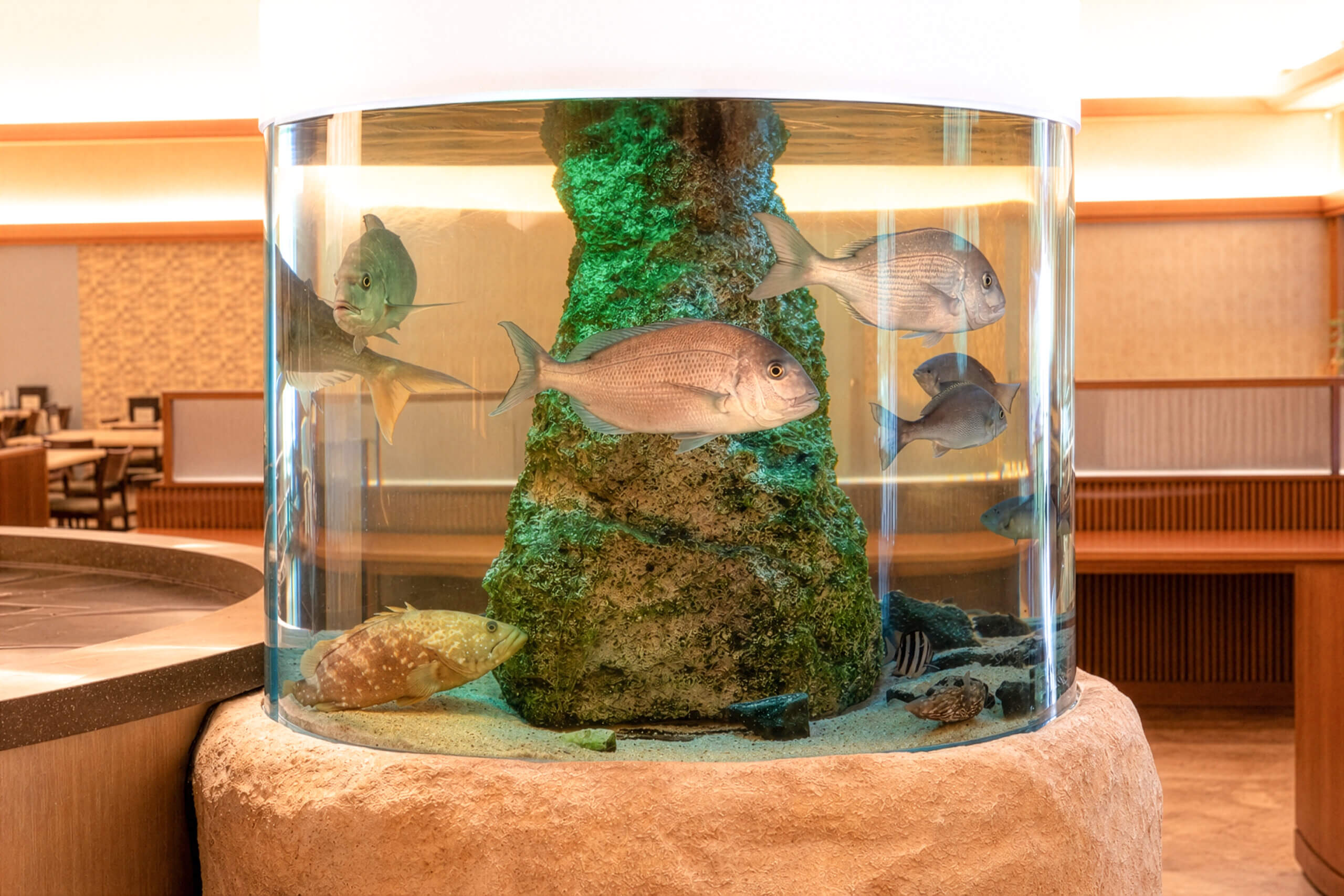 日本海の魚を集めた迫力の水槽
