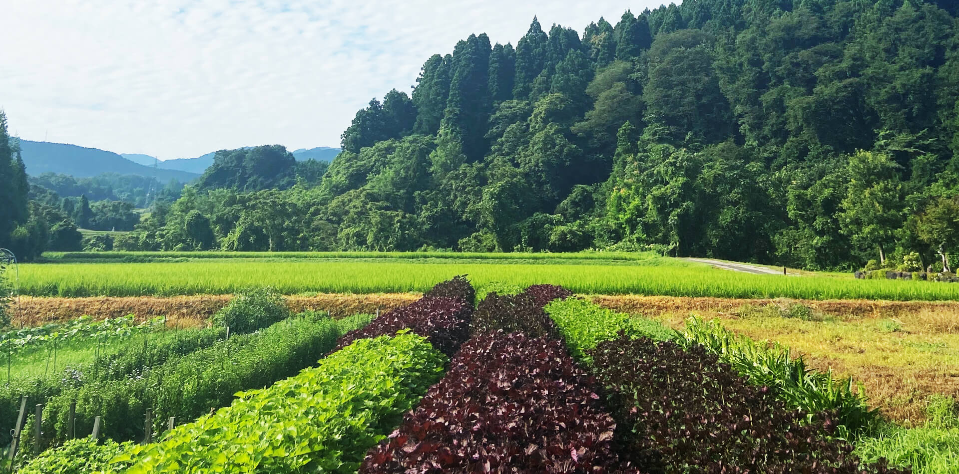 富山県産の紫蘇を使用したフレグランスで四季折々の香りを楽しむ空間演出を展開